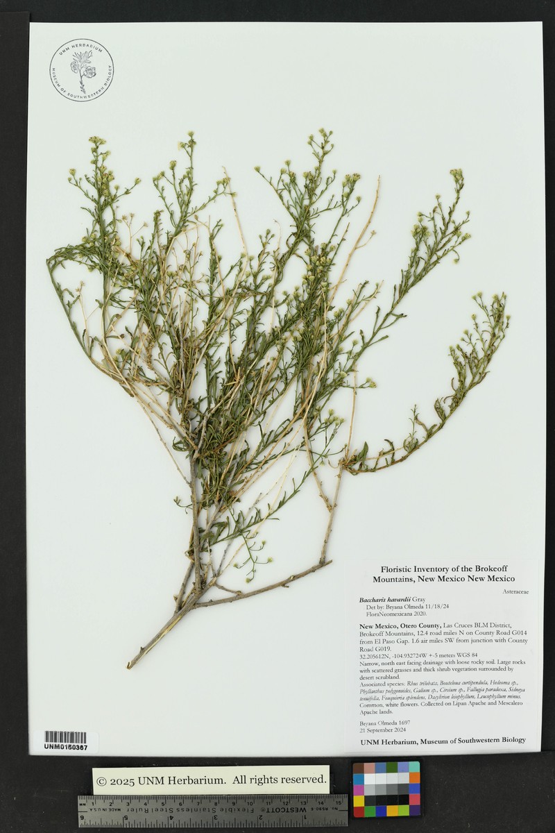 Havard's False Willow photo 6
