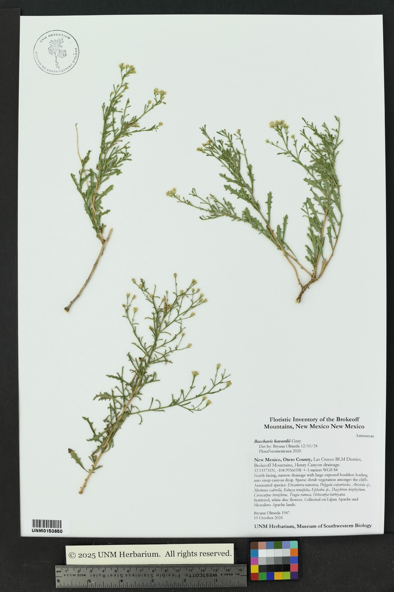 Havard's False Willow photo 7