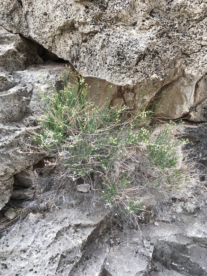 Havard's False Willow photo 2