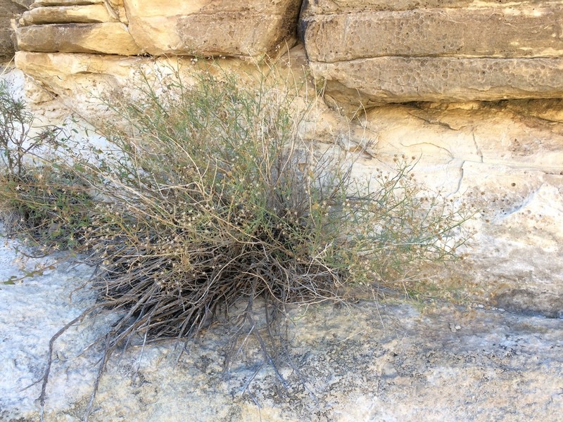 Havard's False Willow photo 3