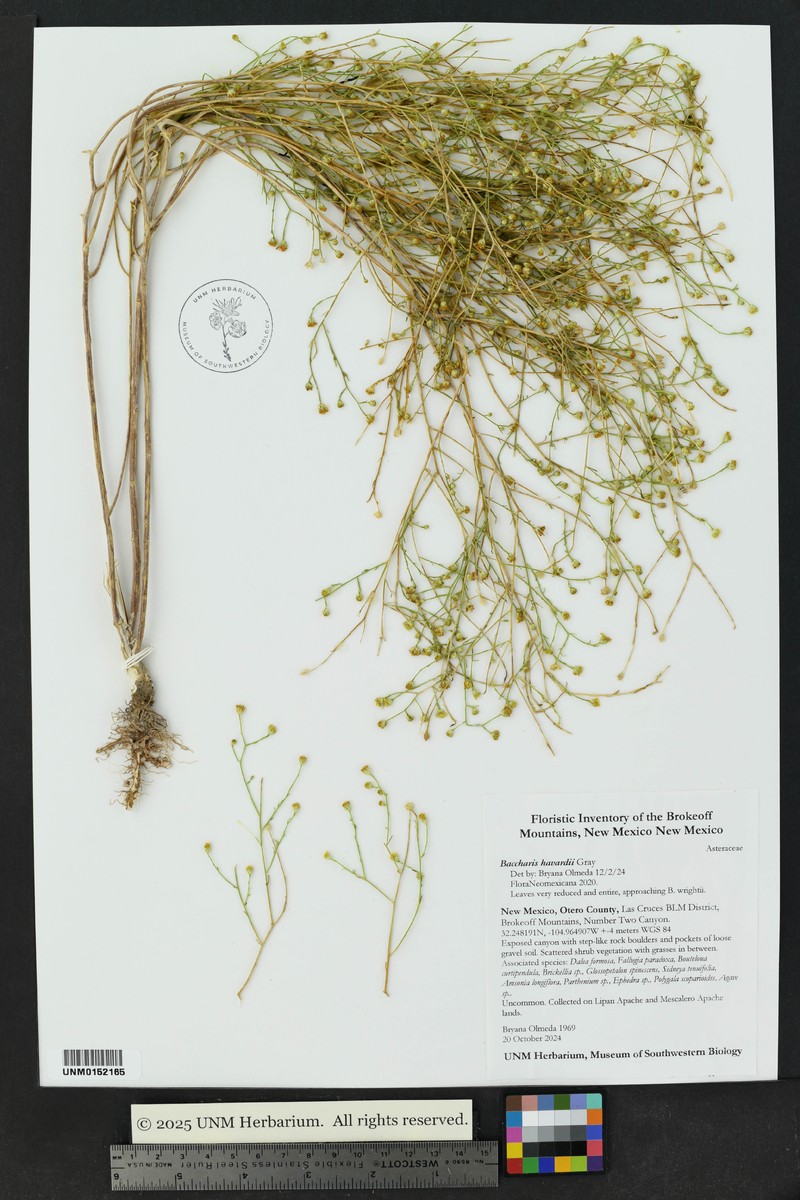 Havard's False Willow photo 4