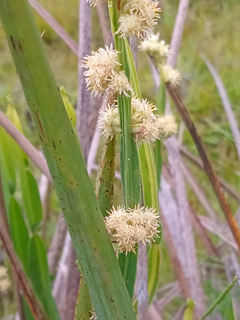Baccharis heeringiana photo 3