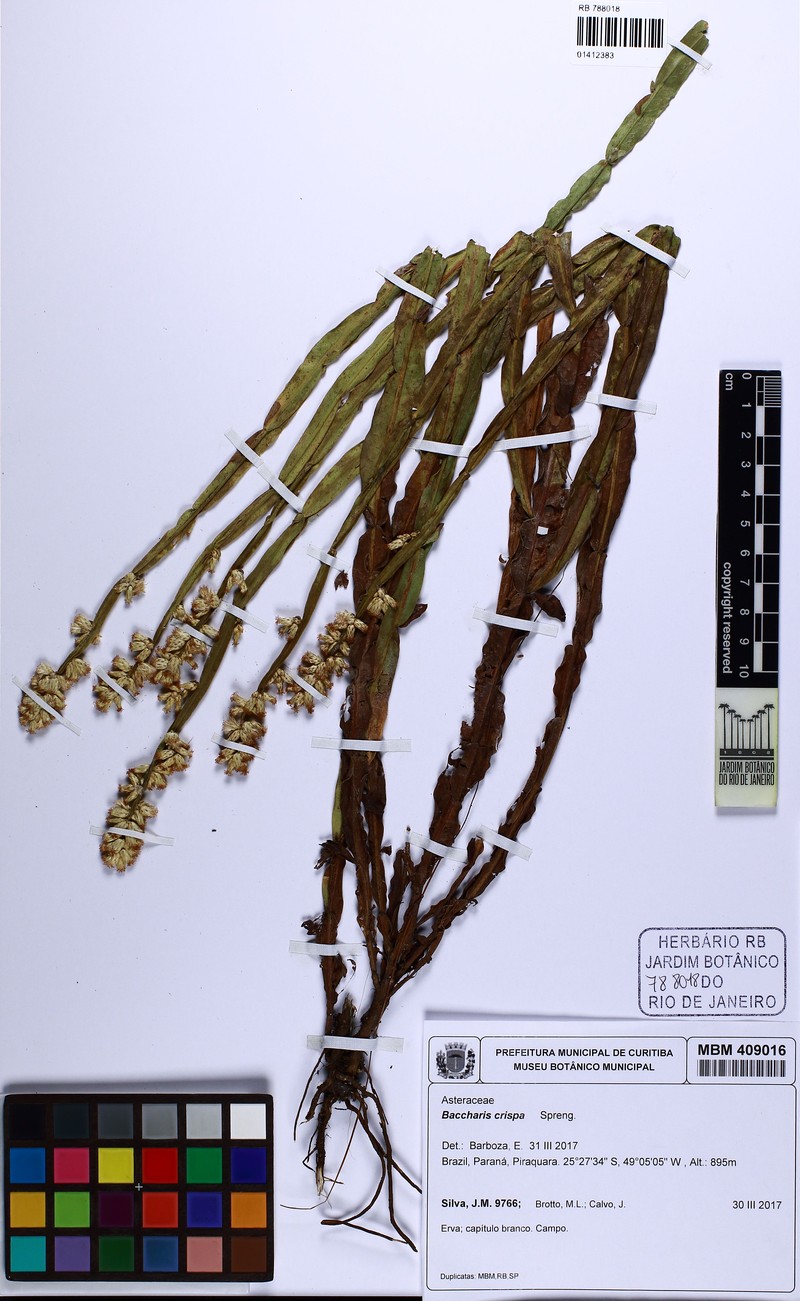 Baccharis heeringiana photo 5