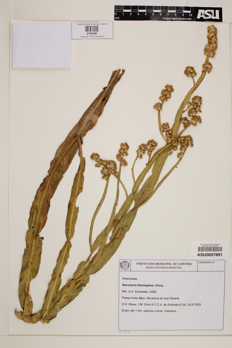 Baccharis heeringiana photo 7