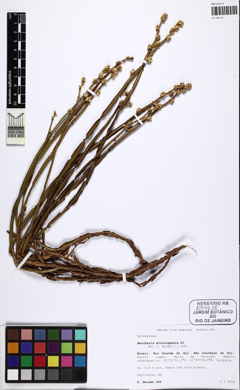 Baccharis heeringiana photo 8