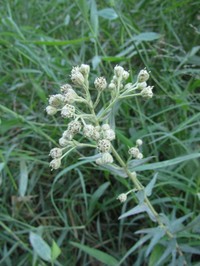 Baccharis helichrysoides
