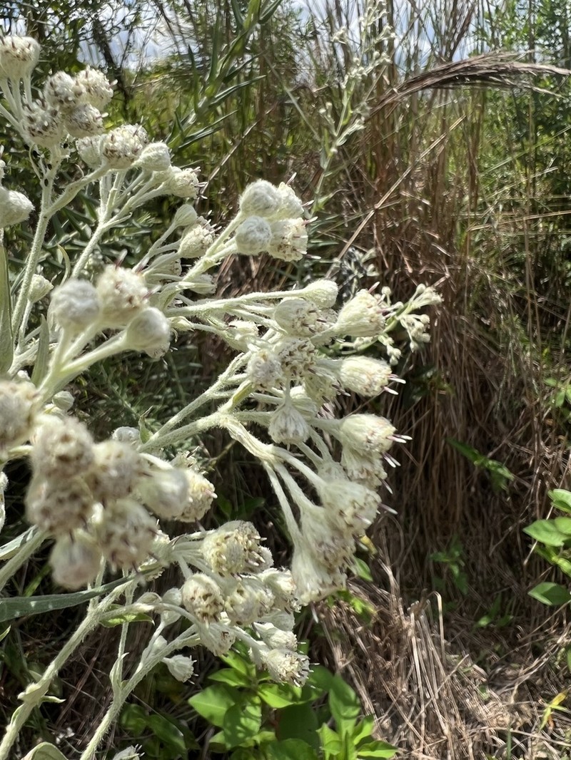 Baccharis helichrysoides photo 2
