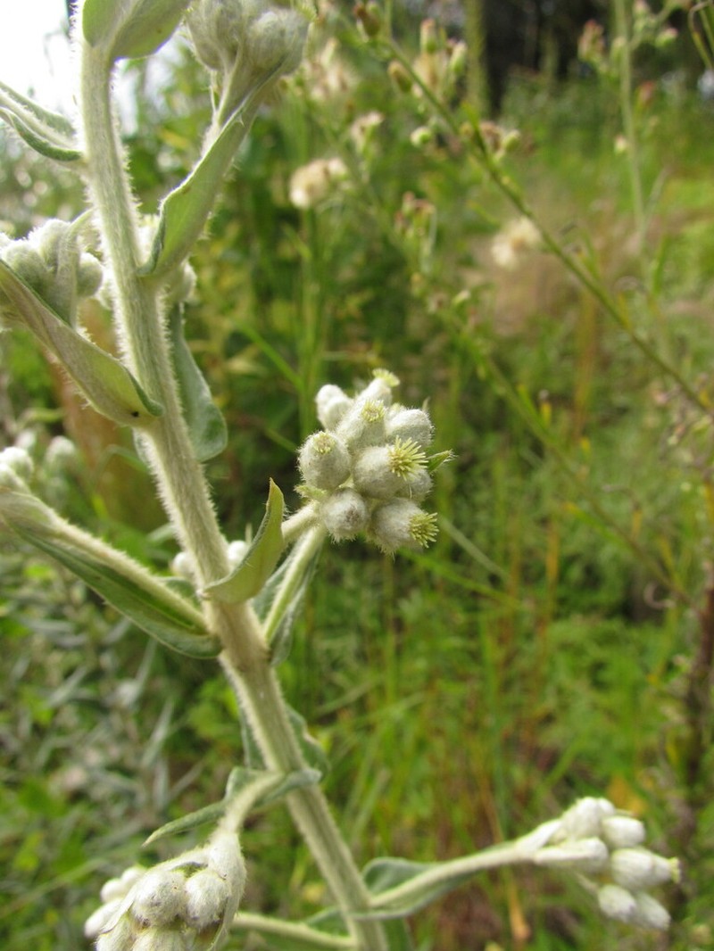 Baccharis helichrysoides photo 3
