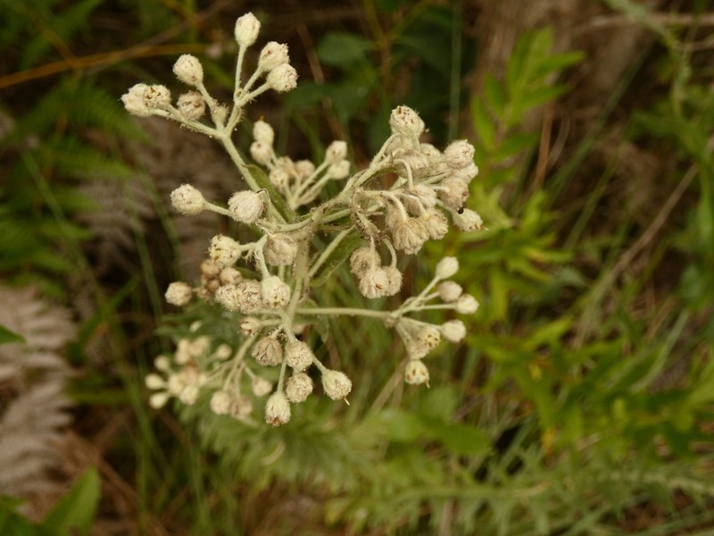 Baccharis helichrysoides photo 4