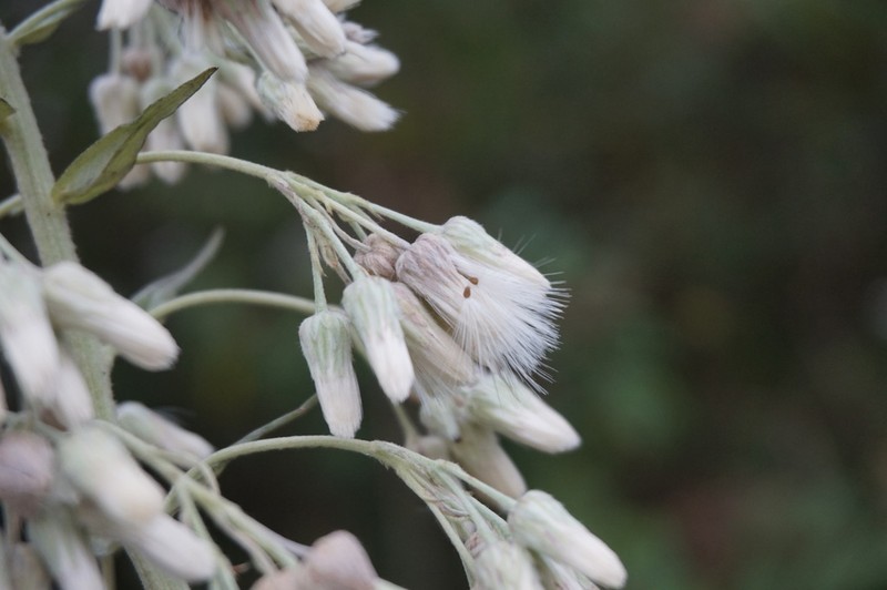 Baccharis helichrysoides photo 5
