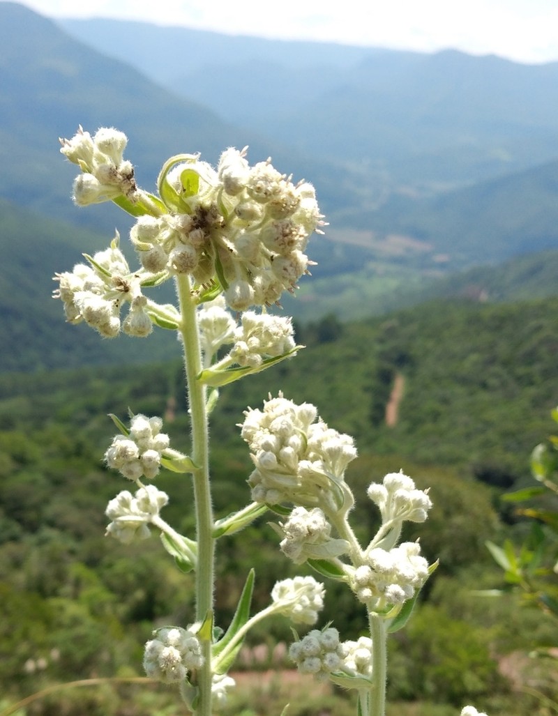 Baccharis helichrysoides photo 6