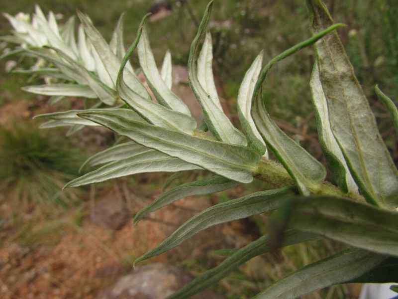 Baccharis helichrysoides photo 7