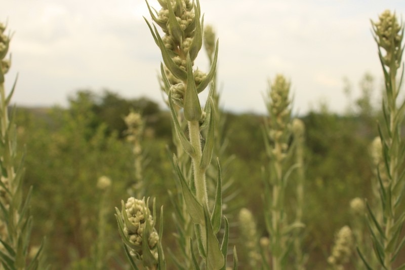 Baccharis helichrysoides photo 8