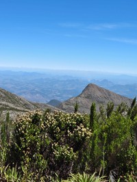 Baccharis hemiptera
