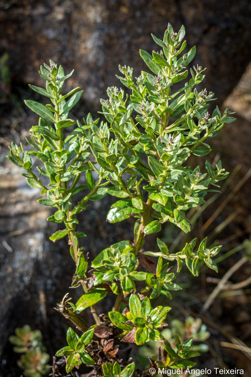 Baccharis hemiptera photo 2
