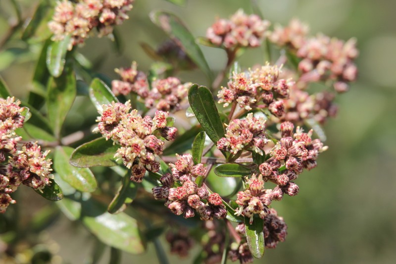 Baccharis heterophylla