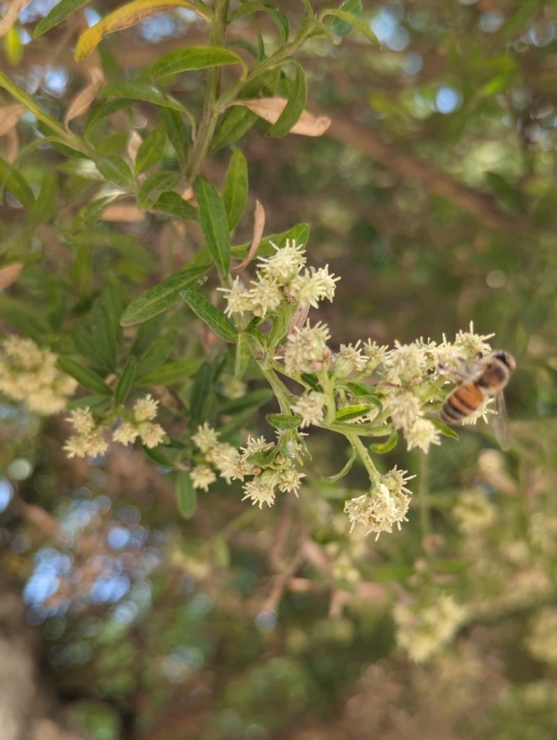 Baccharis heterophylla photo 2