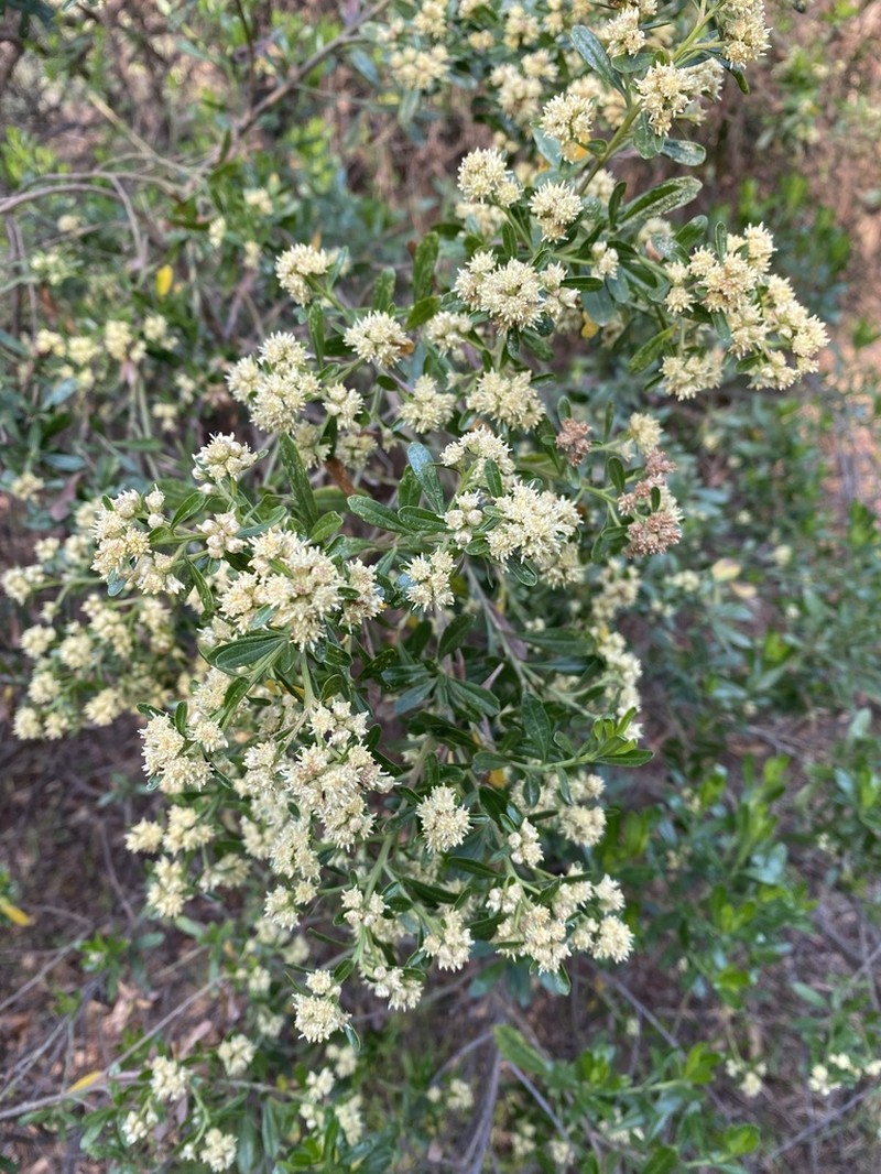 Baccharis heterophylla photo 3