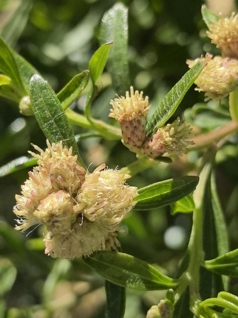 Baccharis heterophylla photo 4