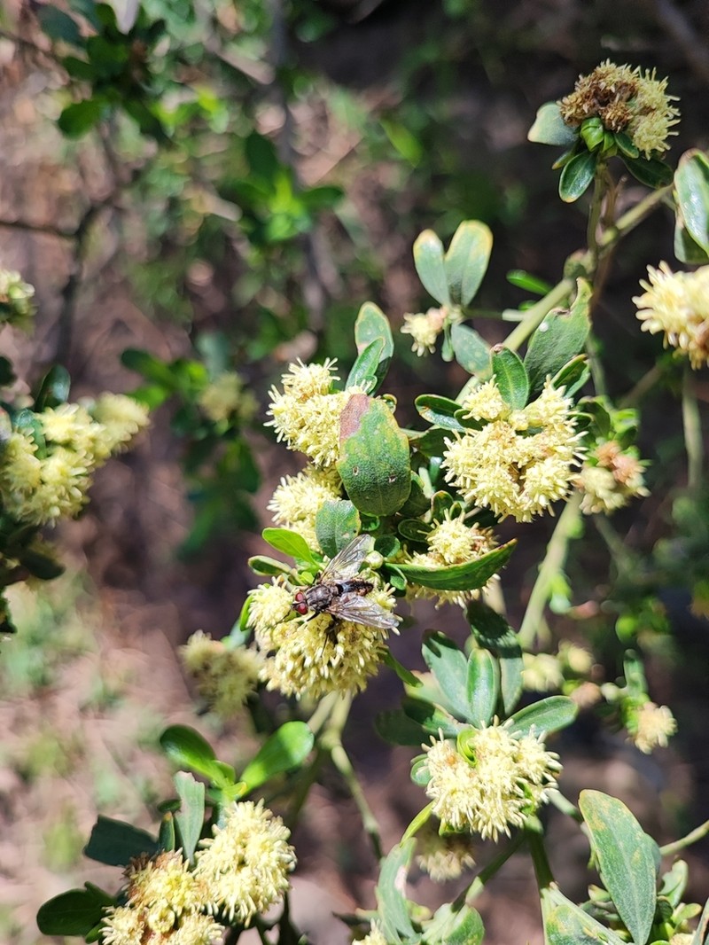 Baccharis heterophylla photo 5