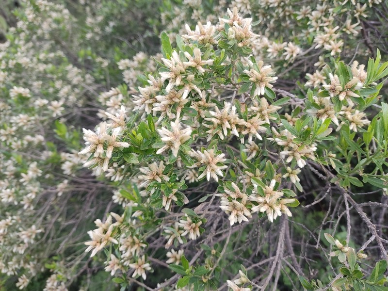 Baccharis heterophylla photo 6