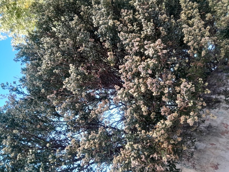 Baccharis heterophylla photo 7