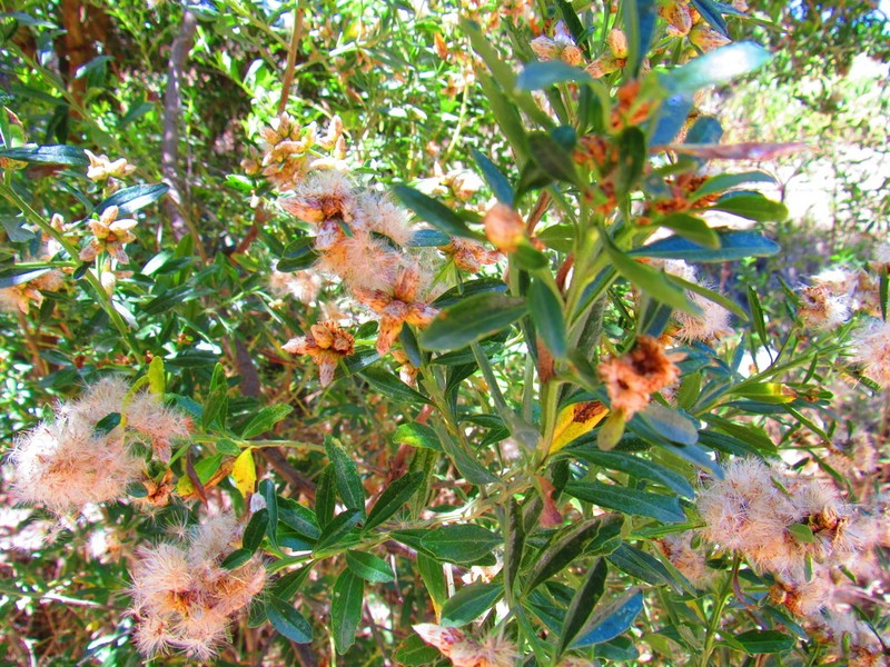 Baccharis heterophylla photo 8