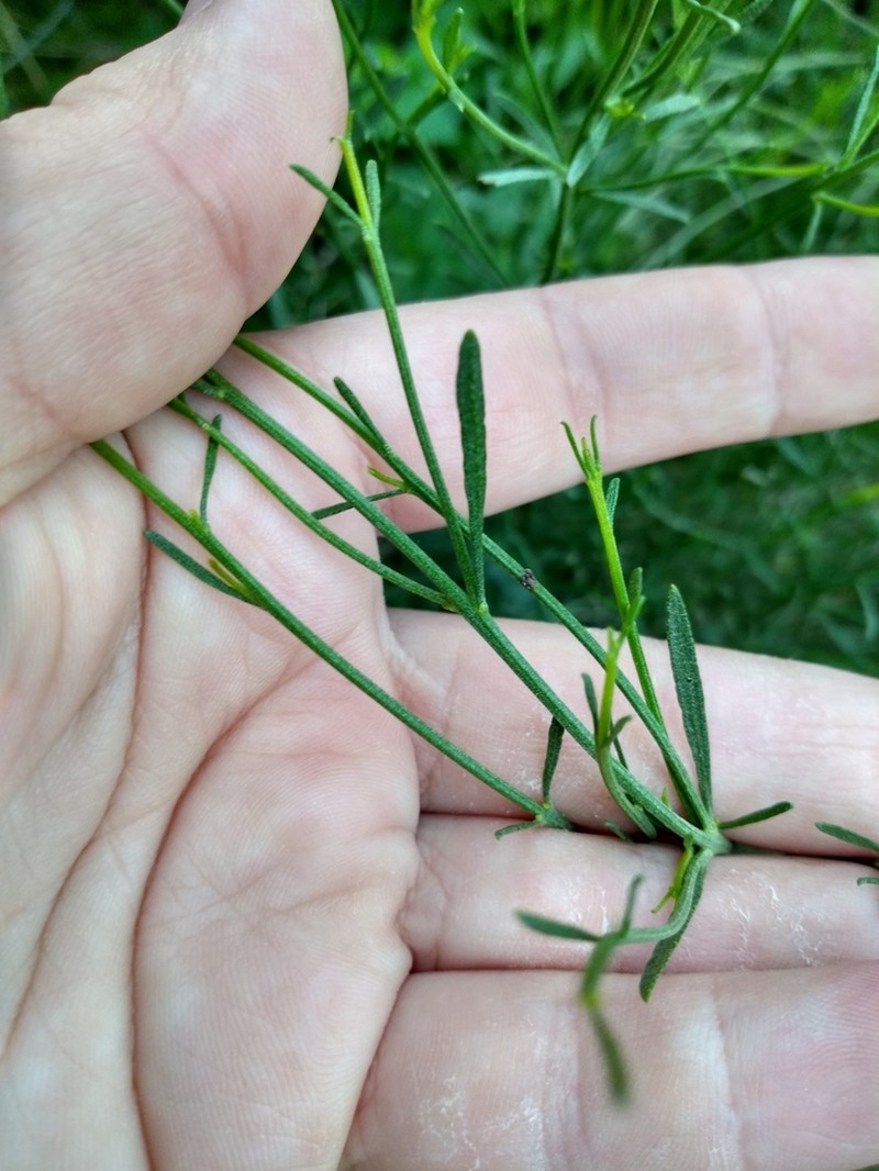 Baccharis hieronymi