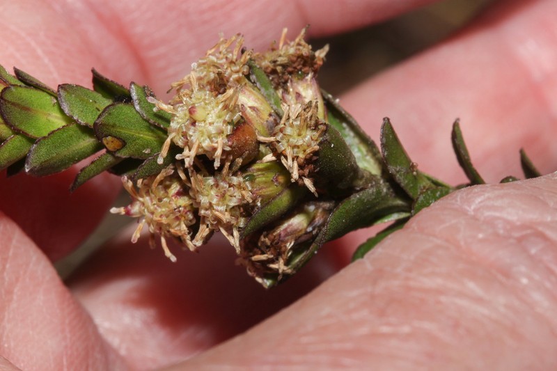 Baccharis hieronymi photo 2
