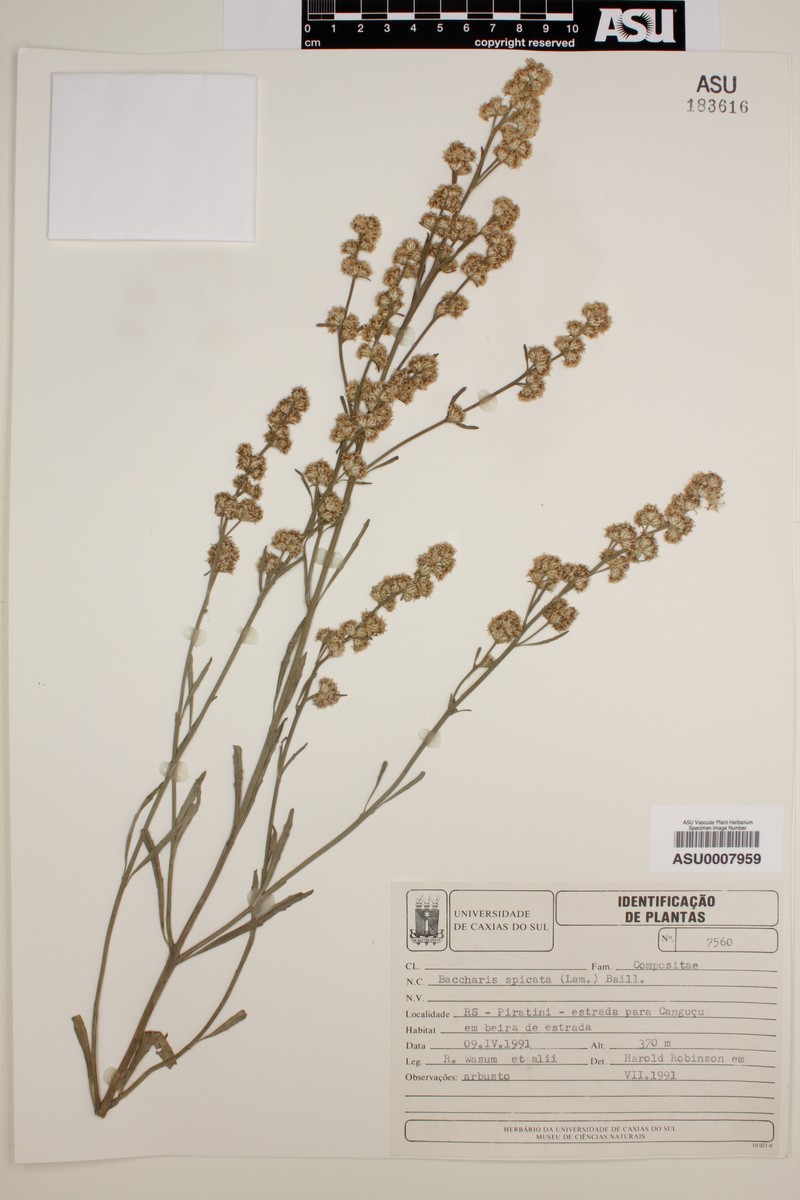 Baccharis hieronymi photo 5