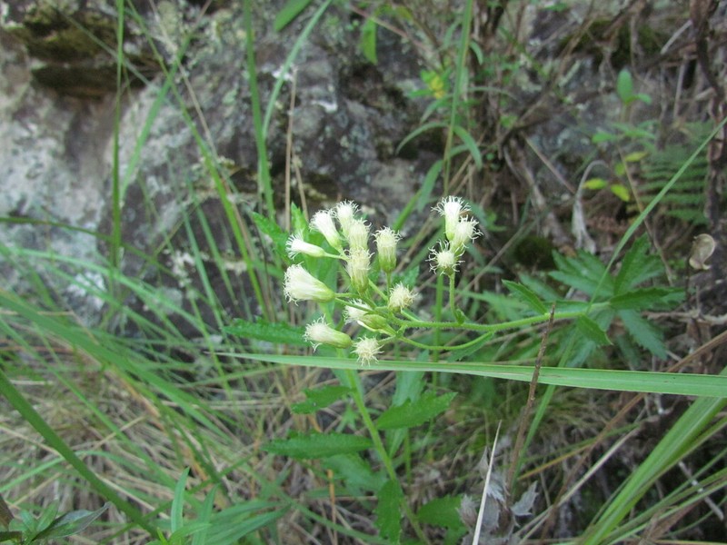 Baccharis hirta