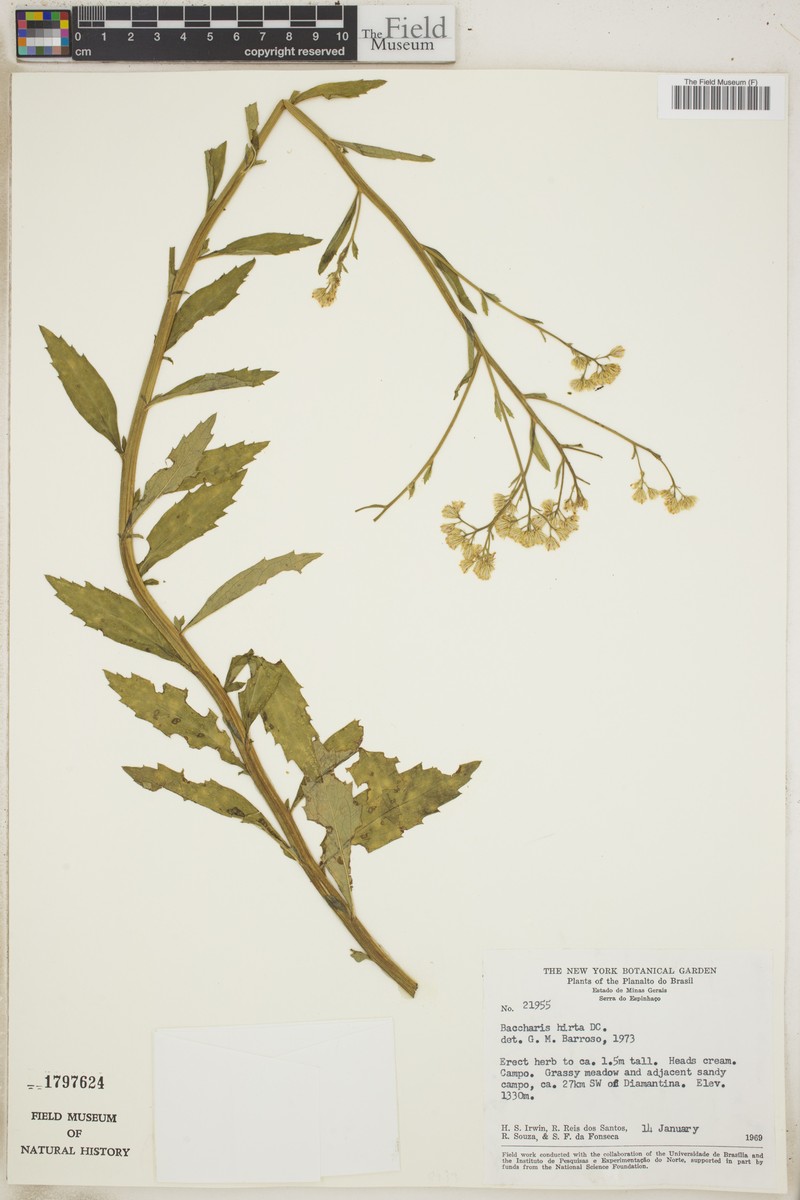 Baccharis hirta photo 3