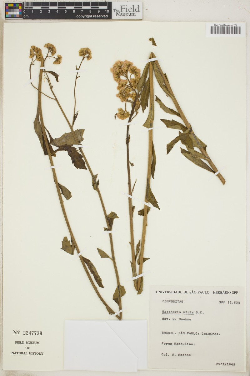 Baccharis hirta photo 4