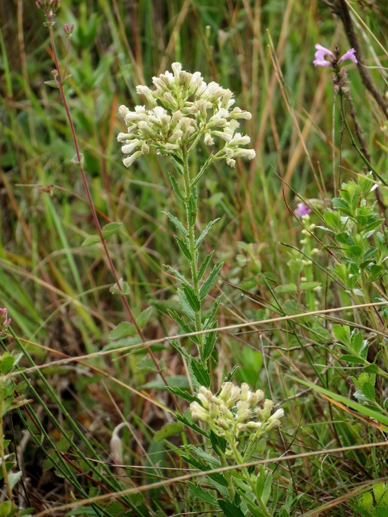 Baccharis hirta photo 5
