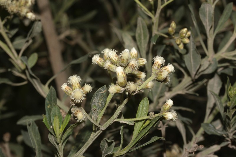 Baccharis huairacajensis