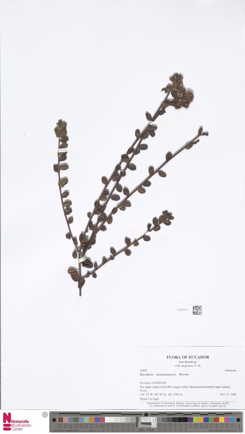Baccharis huairacajensis photo 2
