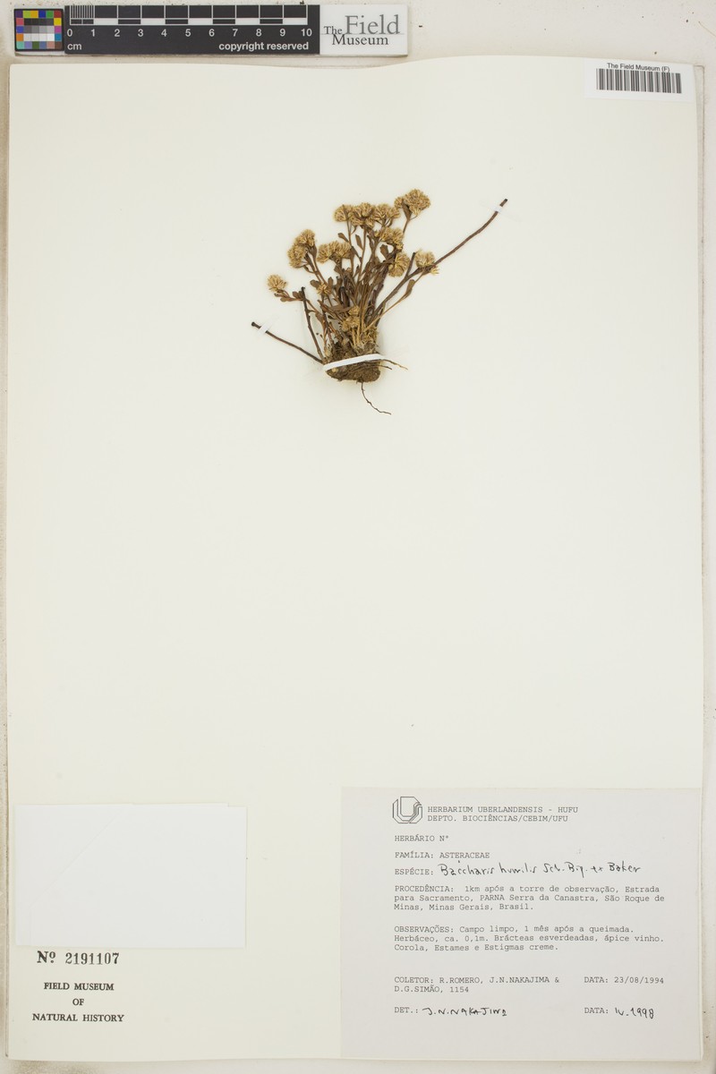 Baccharis humilis