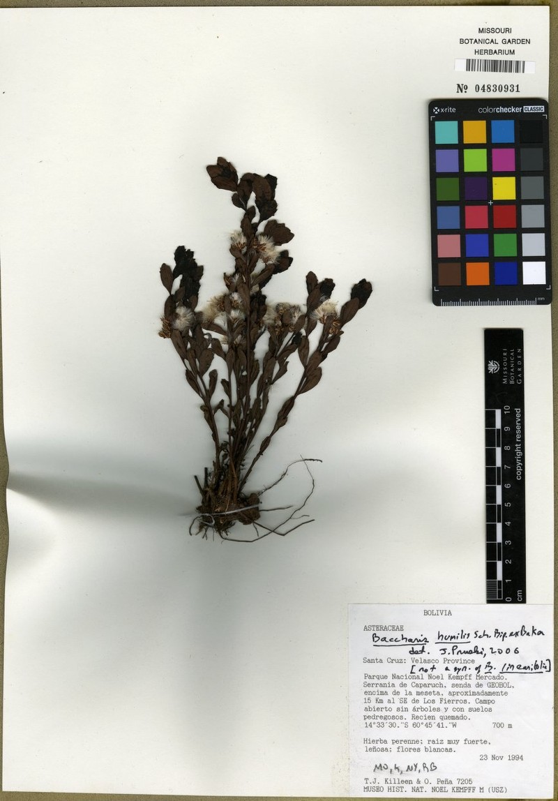 Baccharis humilis photo 3