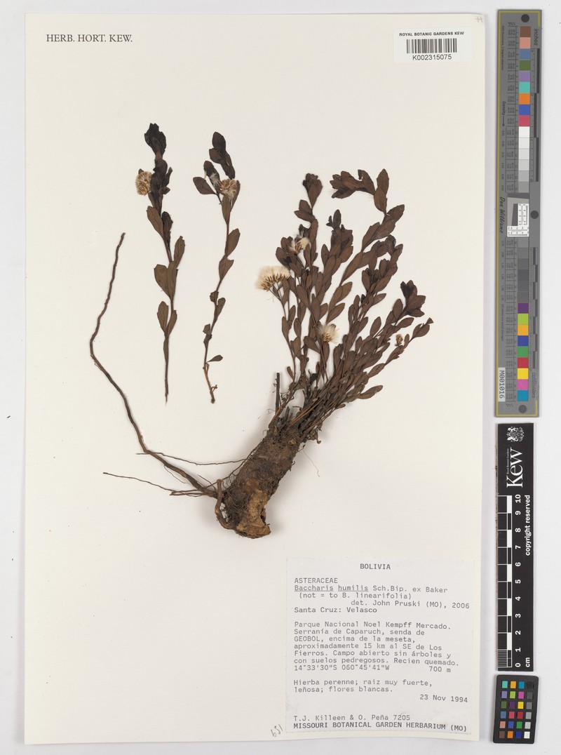 Baccharis humilis photo 4