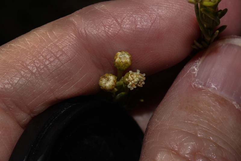 Baccharis hutchisonii