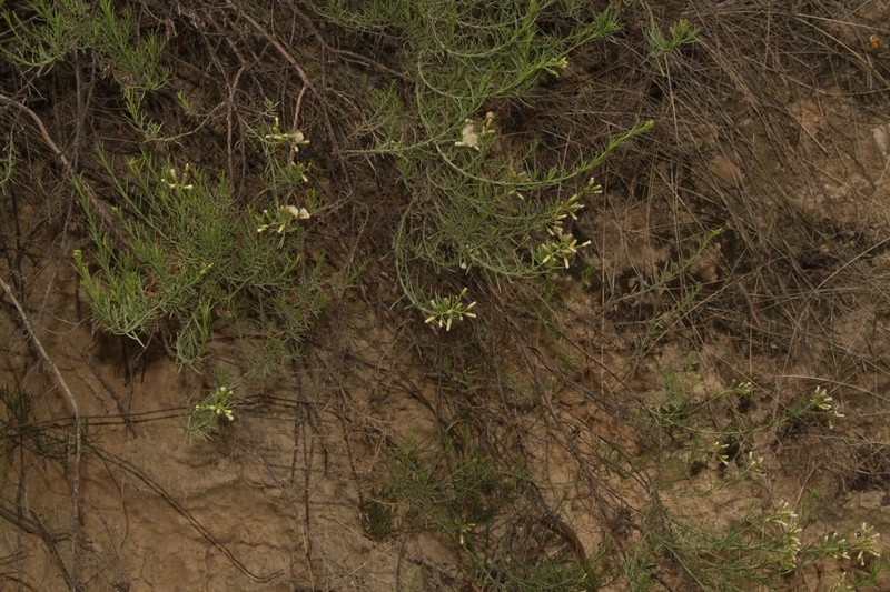 Baccharis hutchisonii photo 2