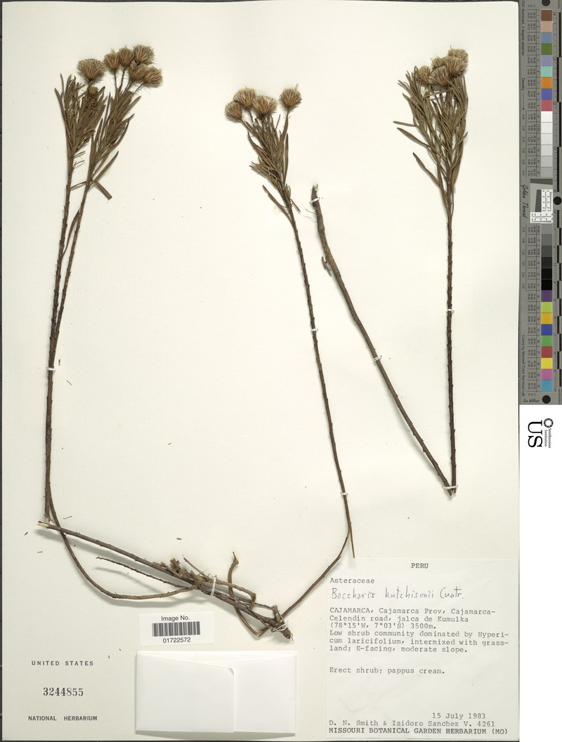 Baccharis hutchisonii photo 3