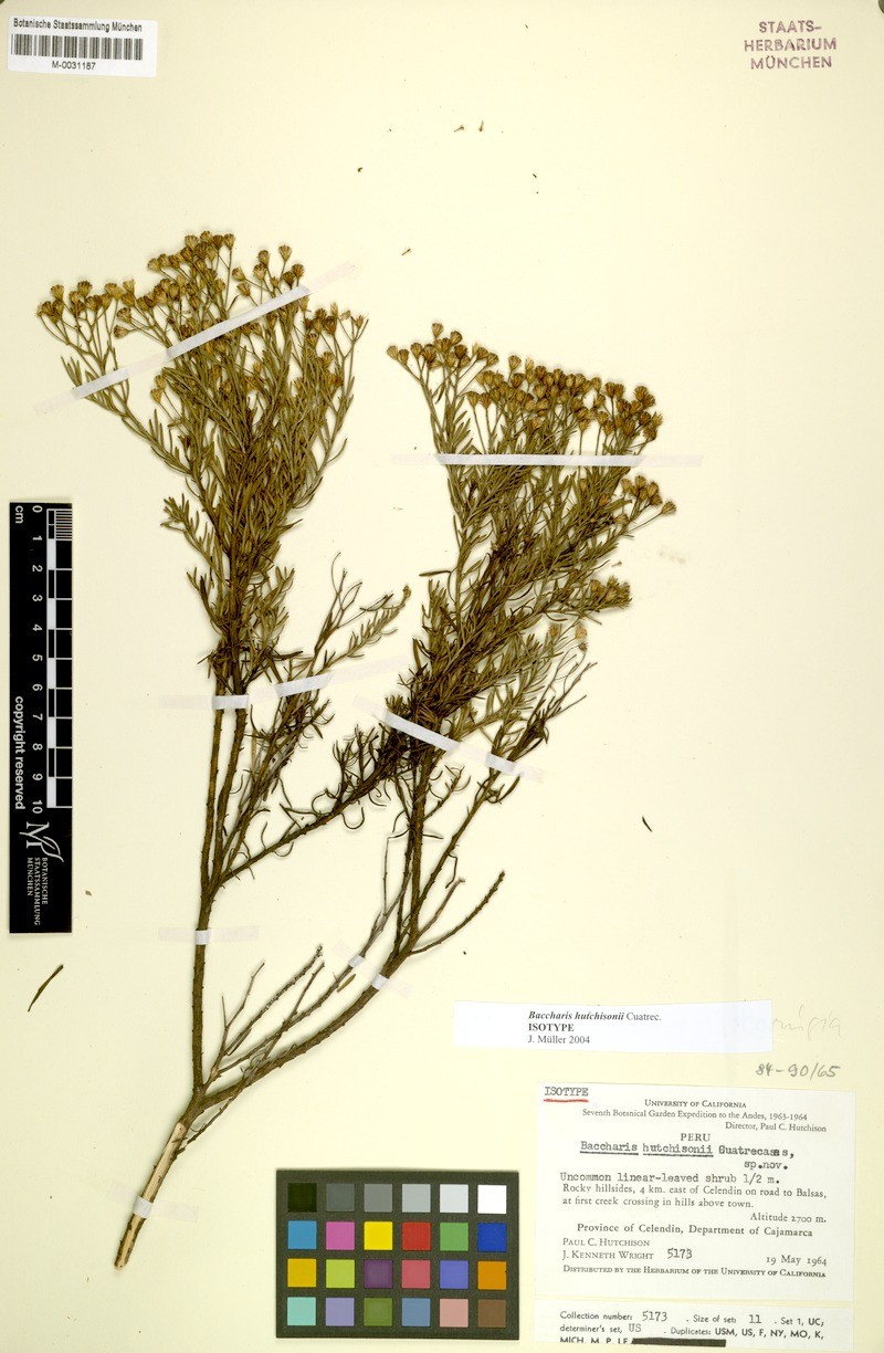 Baccharis hutchisonii photo 4