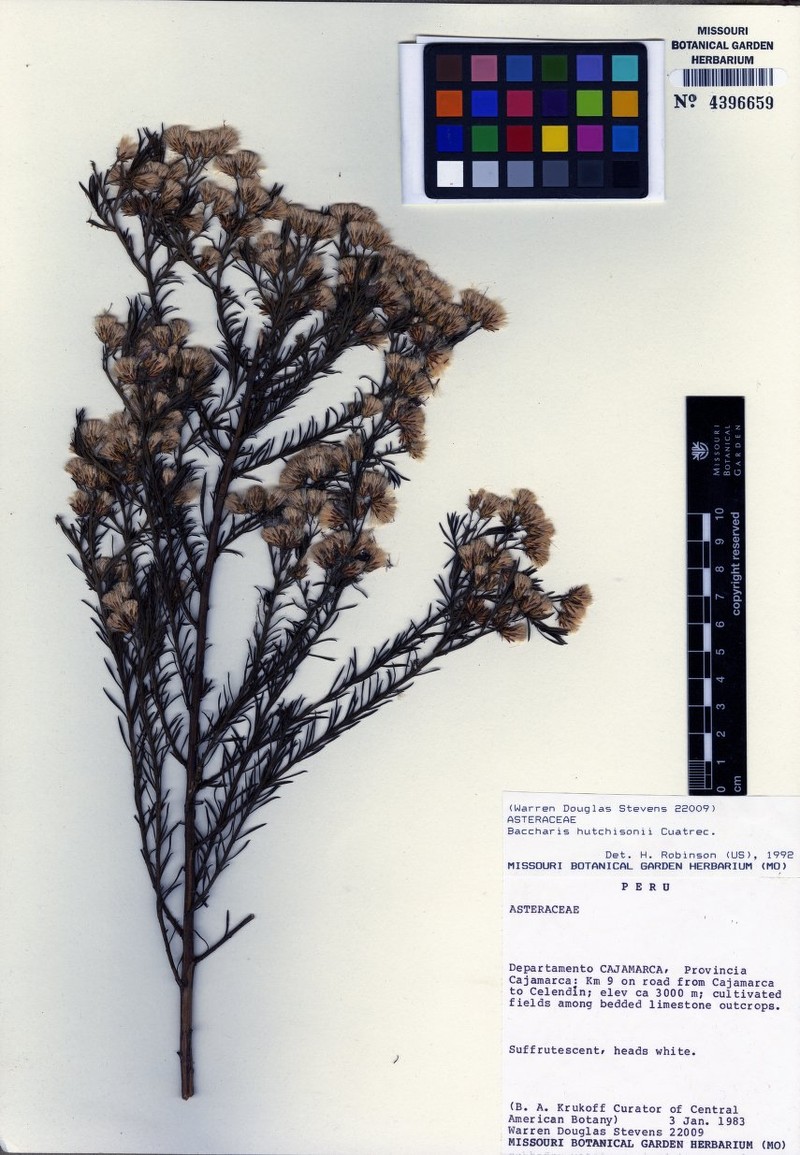 Baccharis hutchisonii photo 5