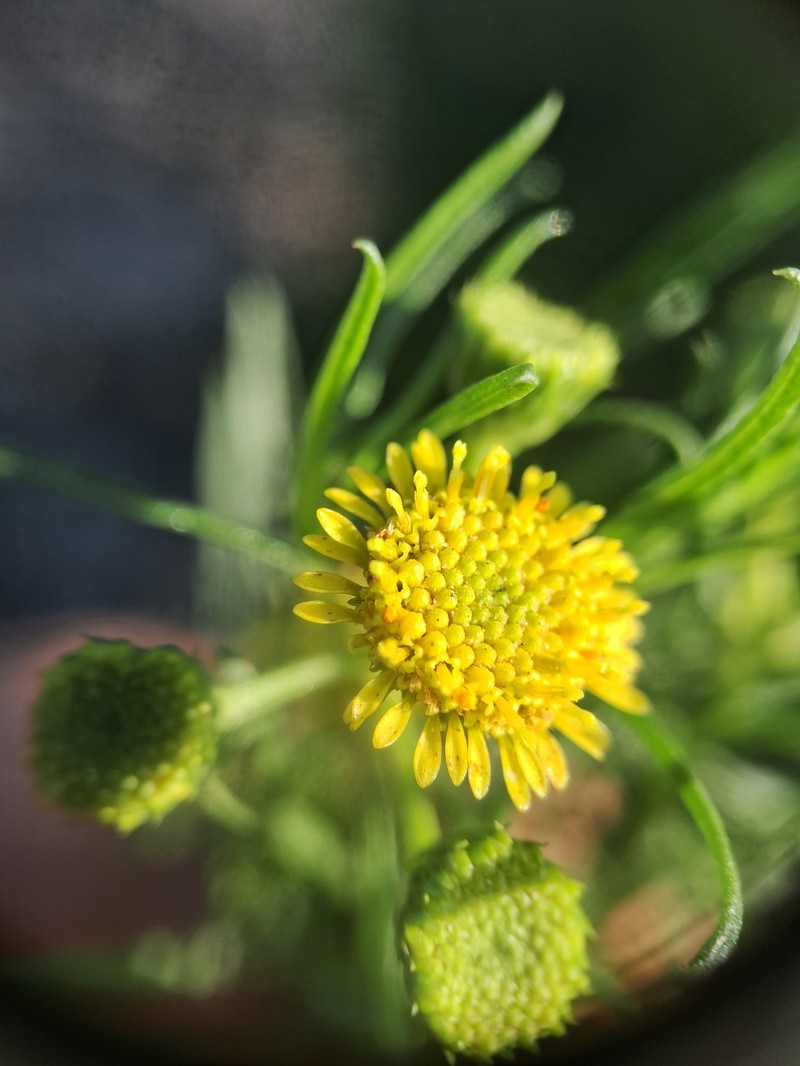 Baccharis hyemalis photo 2