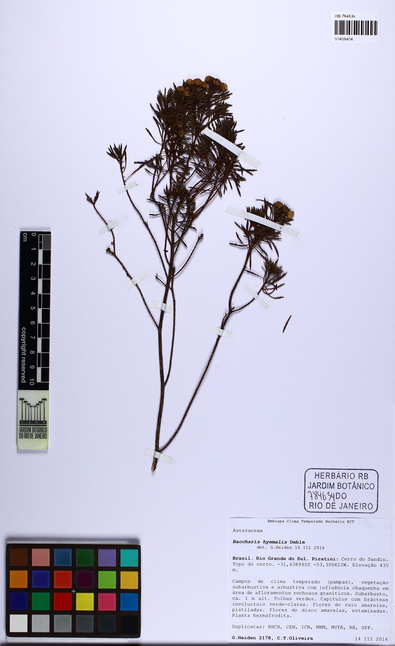 Baccharis hyemalis photo 3