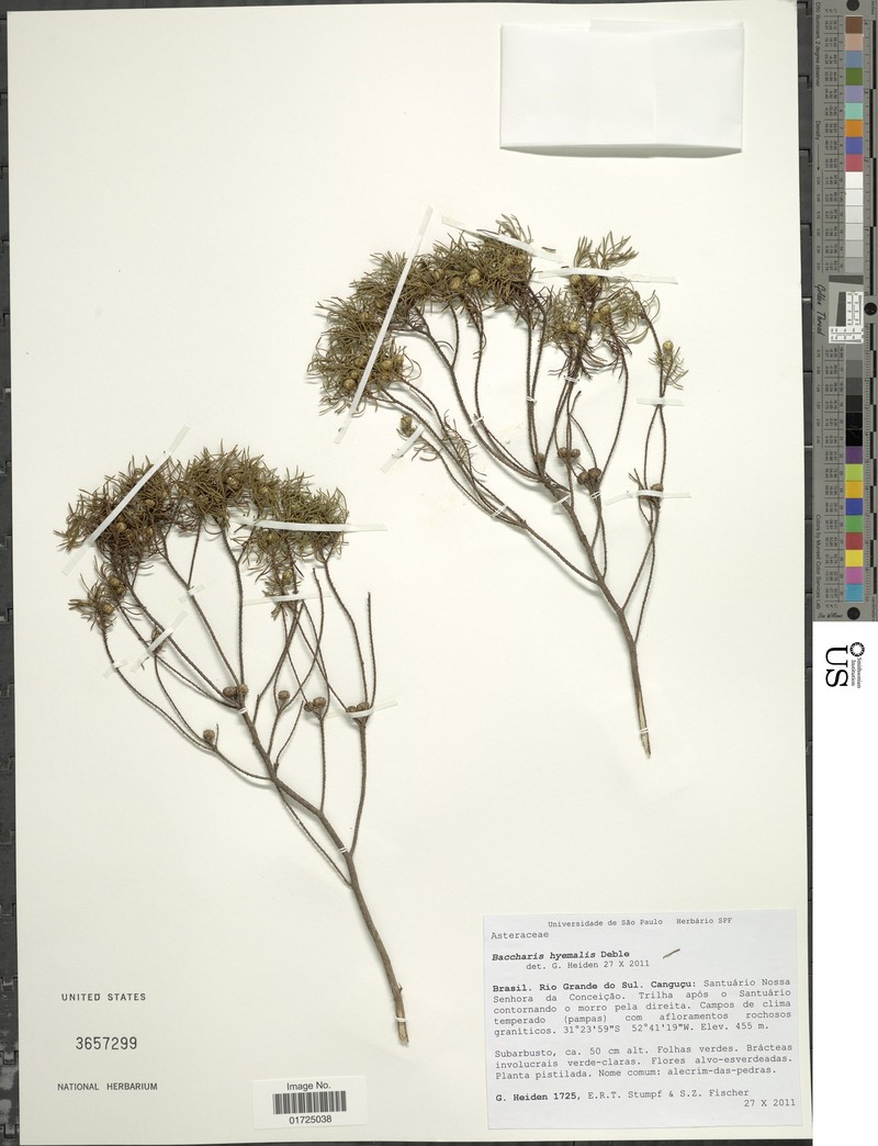 Baccharis hyemalis photo 4