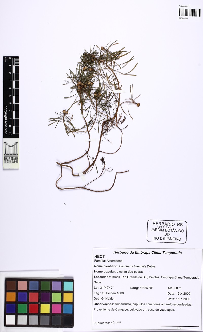 Baccharis hyemalis photo 5