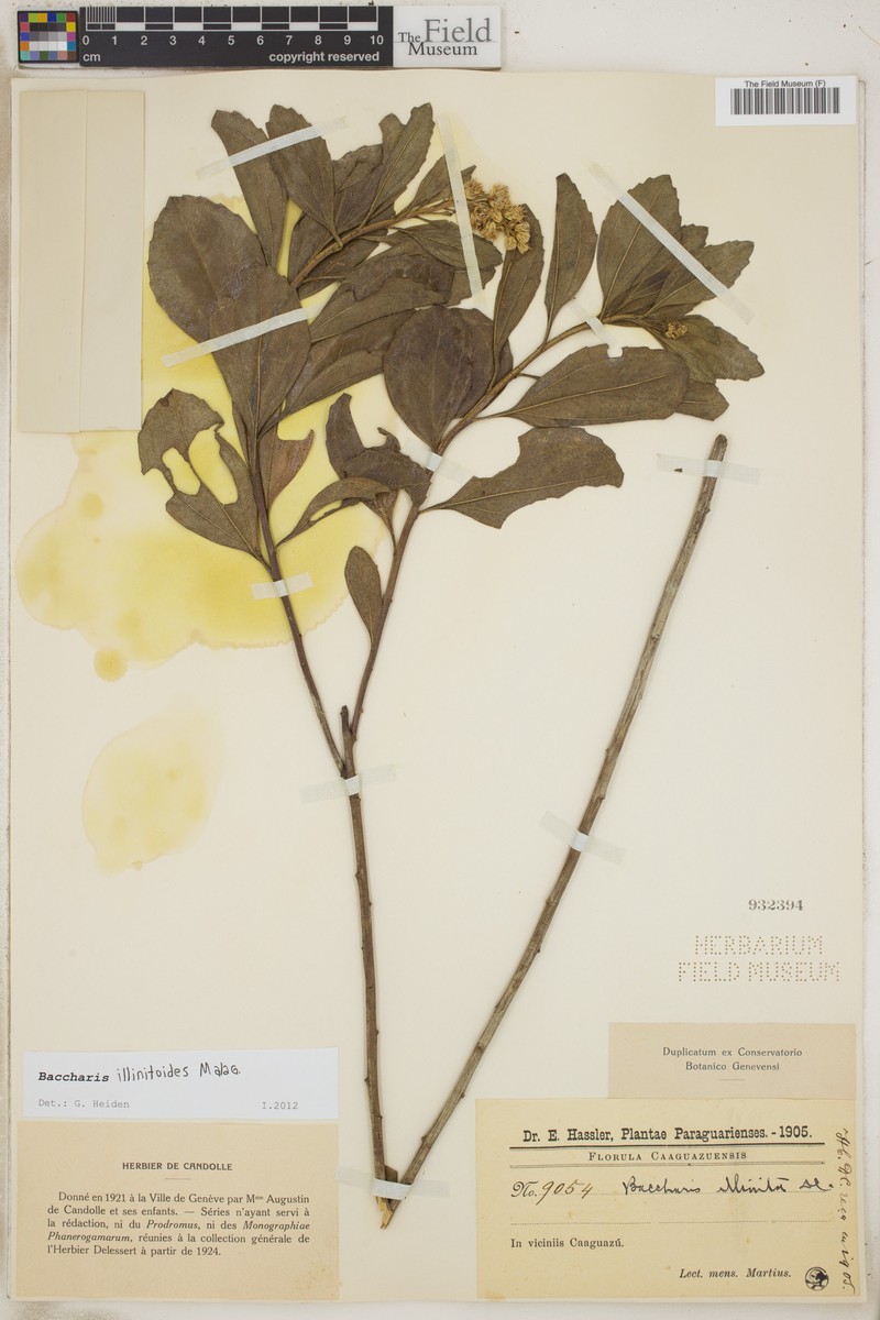 Baccharis illinitoides