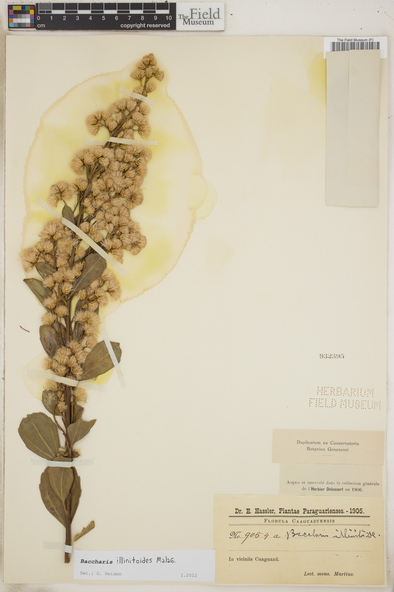 Baccharis illinitoides photo 2